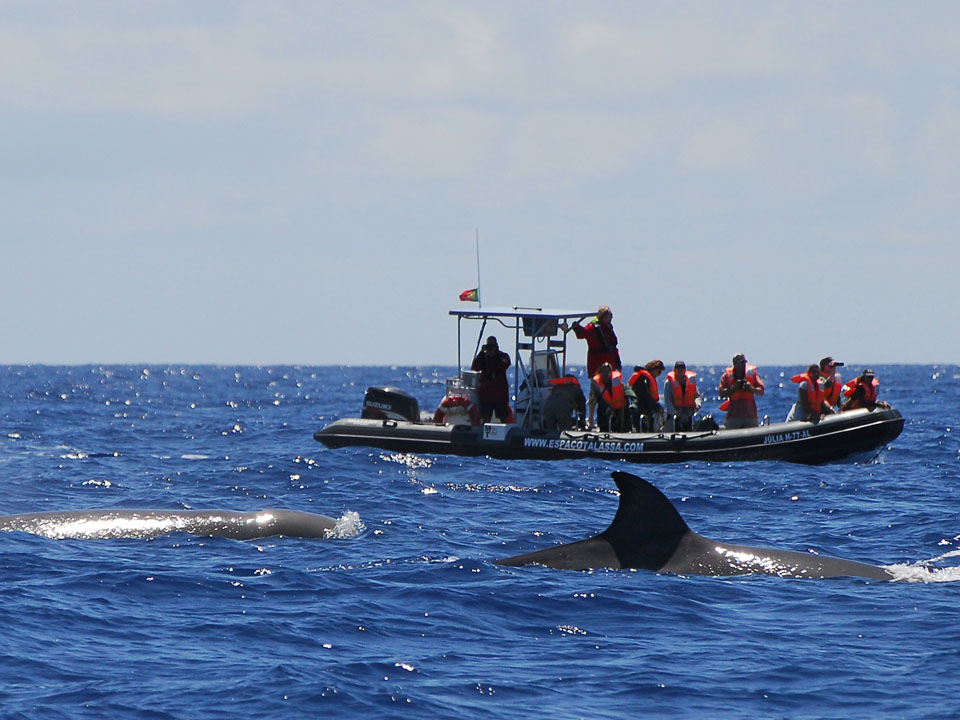 rencontre baleine kayak