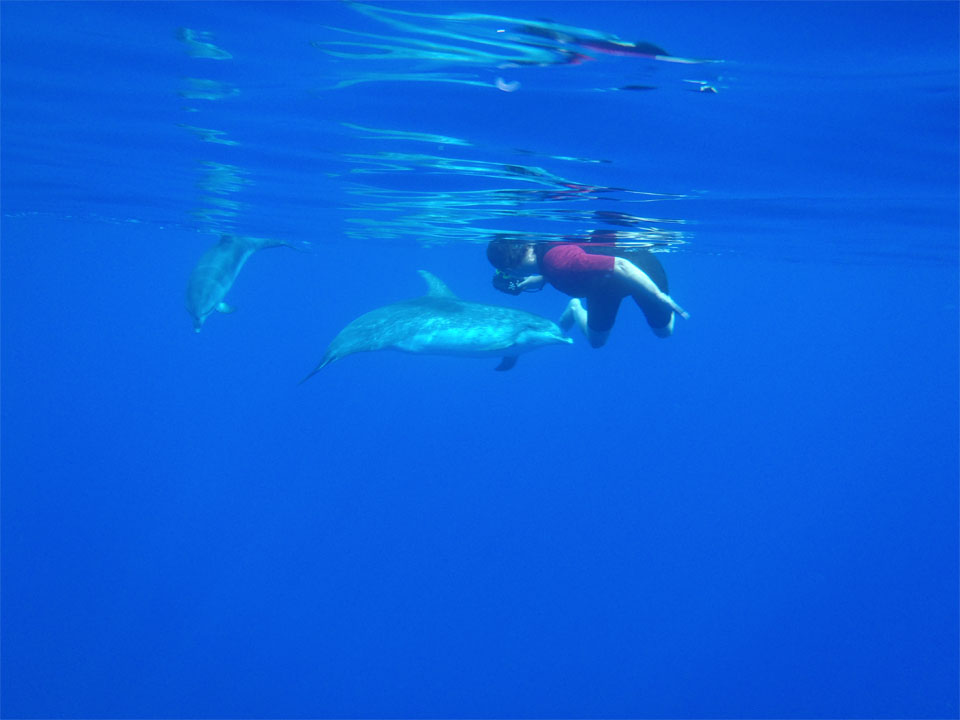 rencontre avec les dauphins martinique