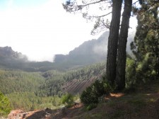 Forêt de pins dans la brume du volcan Teide