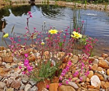 Exemple de flore de la région autour de l'étang du gîte