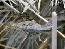 Jeune crocodile en apprentissage dans le nord du delta