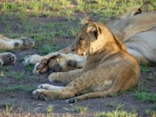 Lionceau rassuré par la troupe dans les plaines asséchées du delta