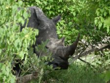 Ce rhinocéros blanc est imposant mais très timide