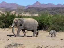 Mère éléphant et son petit d’un mois dans le Damaraland